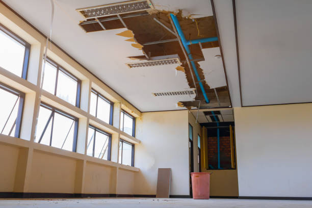 Best Mold removal after water damage  in Park Forest, IL
